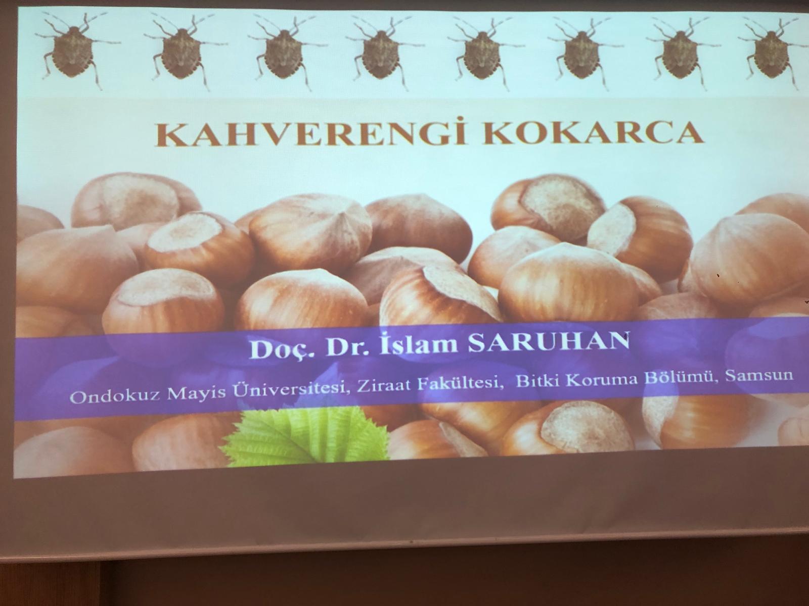 KAHVERENGİ KOKARCA 