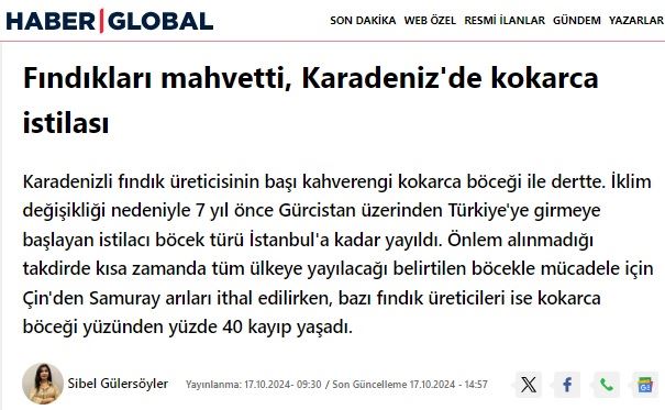 HABER GLOBAL: FINDIKLARI MAHVETTİ, KARADENİZ'DE KOKARCA İSTİLASI- 17 EKİM 2024 