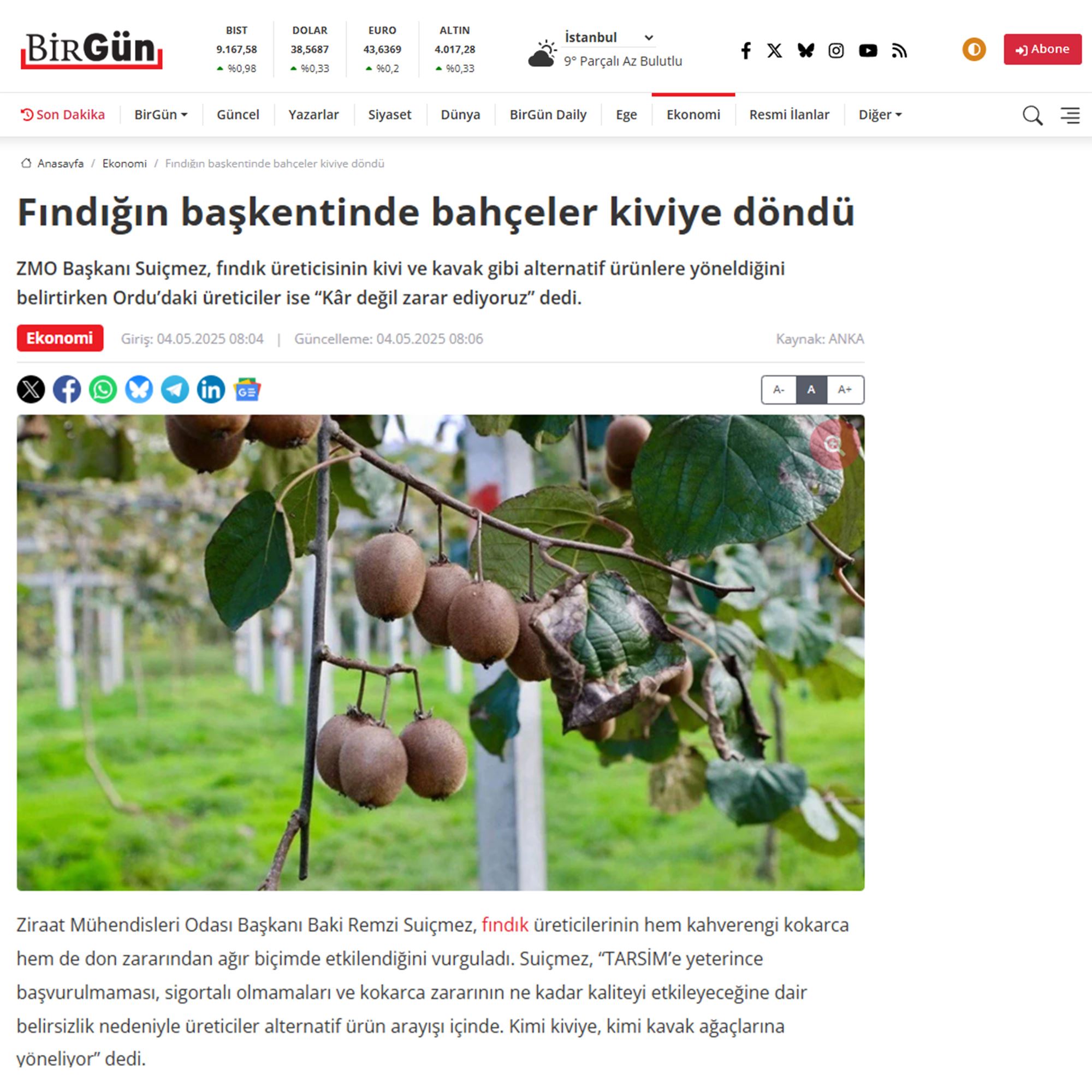 BİRGÜN GAZETESİ: FINDIĞIN BAŞKENTİNDE BAHÇELER KİVİYE DÖNDÜ - 4 MAYIS 2025