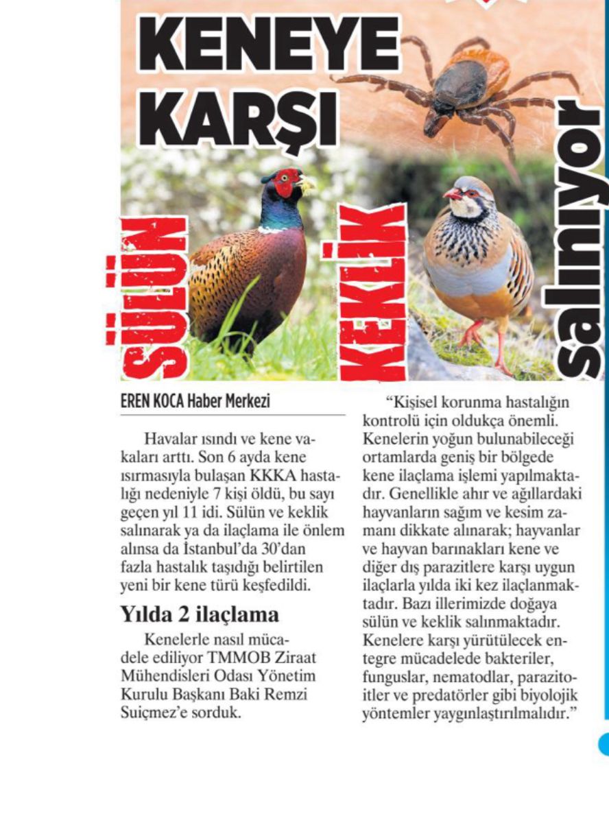 MİLLİYET GAZETESİ: KENEYE KARŞI SÜLÜN VE KEKLİK SALINIYOR - 10 HAZİRAN 2025