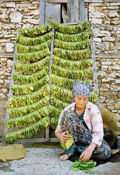 TÜTÜN DOSYASI