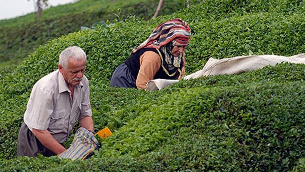 ÇAY RAPORU-2015: ÇAY,1 MİLYON İNSANIN GEÇİMİNİ SAĞLAMAKTADIR..