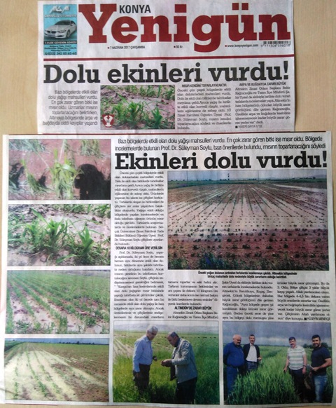 EKİNLERİ DOLU VURDU - YENİGÜN GAZETESİ