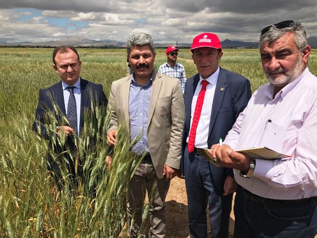 YEREL BUĞDAY TARLA GÜNENE KATILDIK