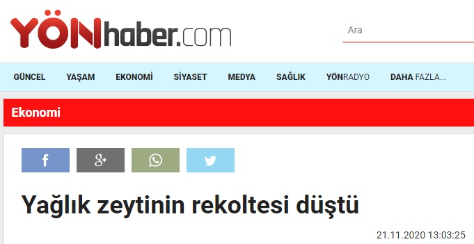 YÖNHABER.COM: YAĞLIK ZEYTİNİN REKOLTESİ DÜŞTÜ- 21 KASIM 2020