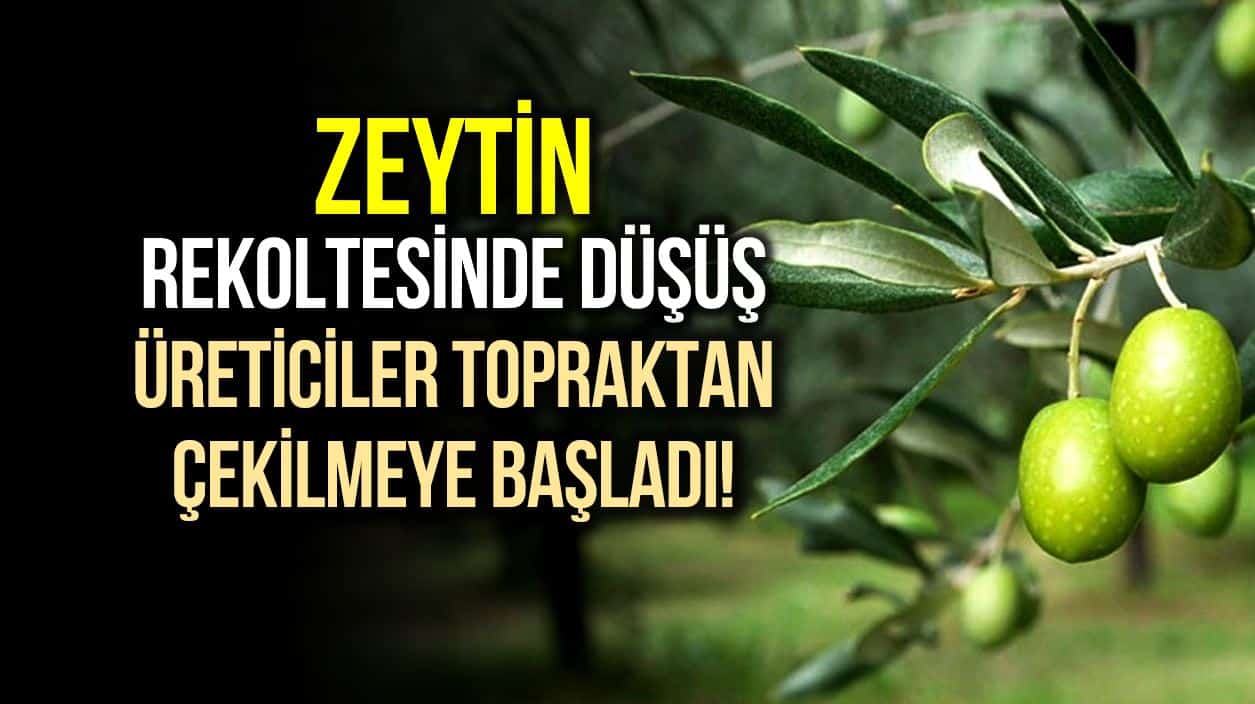 İNDİGO DERGİSİ: ZEYTİN REKOLTESİNDE ENDİŞE: ZEYTİN ALANLARININ YÜZDE 85'İ TEHLİKE ALTINDA!- 21 KASIM 2020