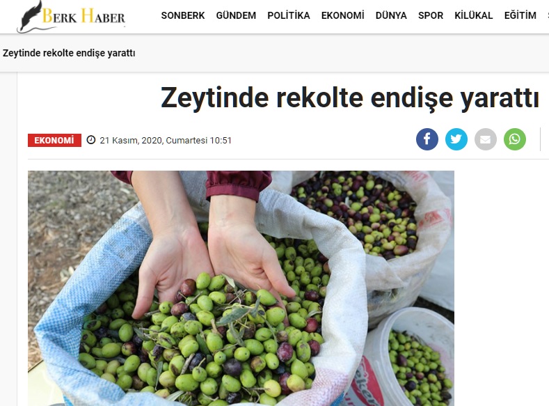 BERK HABER: ZEYTİNDE REKOLTE ENDİŞE YARATTI- 21 KASIM 2020