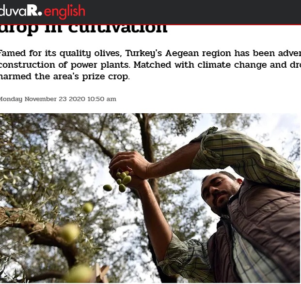 DUVAR.ENGLİSH: TURKEY`S AEGEAN OLİVE PRODUCERS FACE DEVASTATİNG DROP İN CULTİVATİON- 23 KASIM 2020