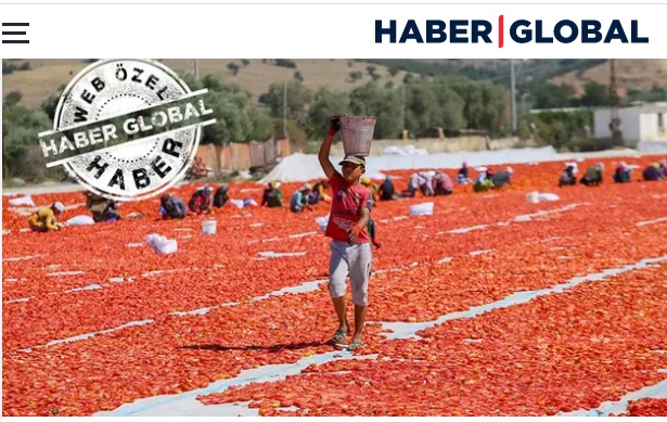 HABER GLOBAL: SALGININ GÖLGESİNDE İKİNCİ HASAT! YEVMİYEYE 10 TL ZAM- 08 MAYIS 2021