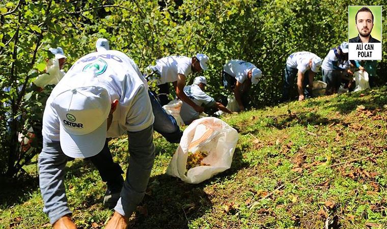 BAKPARA.COM: FINDIKTA HASAT ZAMANI YAKLAŞTI, ÜRETİCİNİN TALEBİ DOLAR BAZLI VE KADEMELİ FİYAT OLDU- 14 HAZİRAN 2021