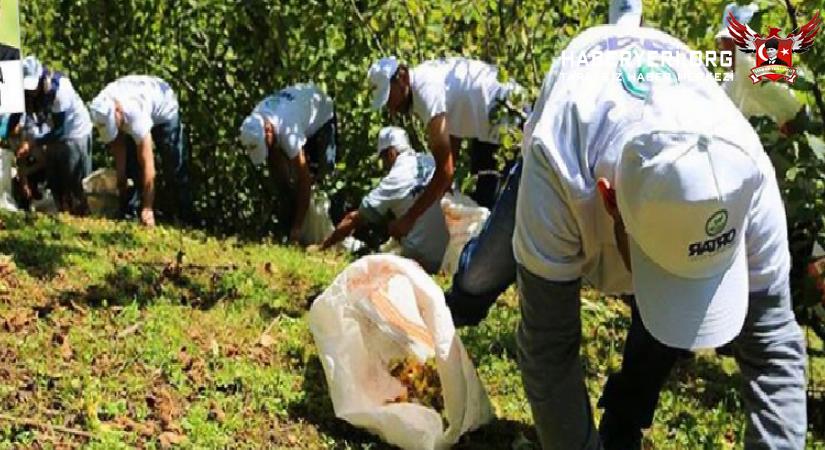 HABERYERİ.ORG: FINDIKTA HASAT VAKTİ YAKLAŞTI, ÜRETİCİNİN TALEBİ DOLAR BAZLI VE KADEMELİ FİYAT OLDU- 14 HAZİRAN 2021