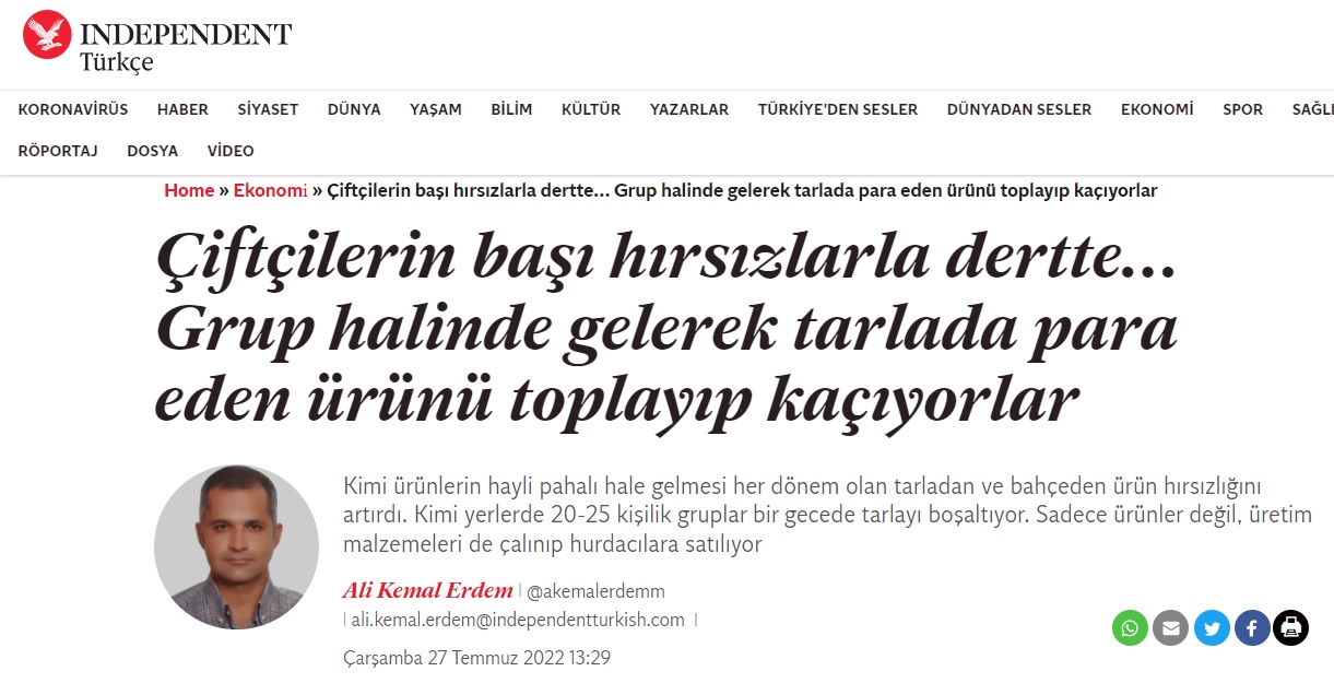 INDEPENDENT TÜRKÇE: ÇİFTÇİLERİN BAŞI HIRSIZLARLA DERTTE... GRUP HALİNDE GELEREK TARLADA PARA EDEN ÜRÜNÜ TOPLAYIP KAÇIYORLAR-27 TEMMUZ 2022